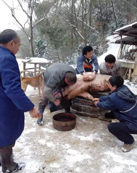 春节杀猪