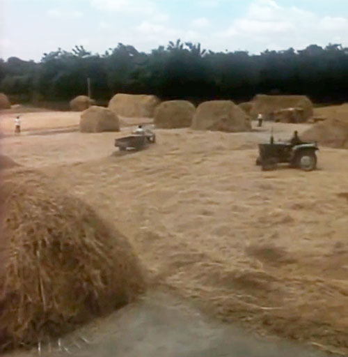 80年代的农村打场压麦，现在在农村也很少见了