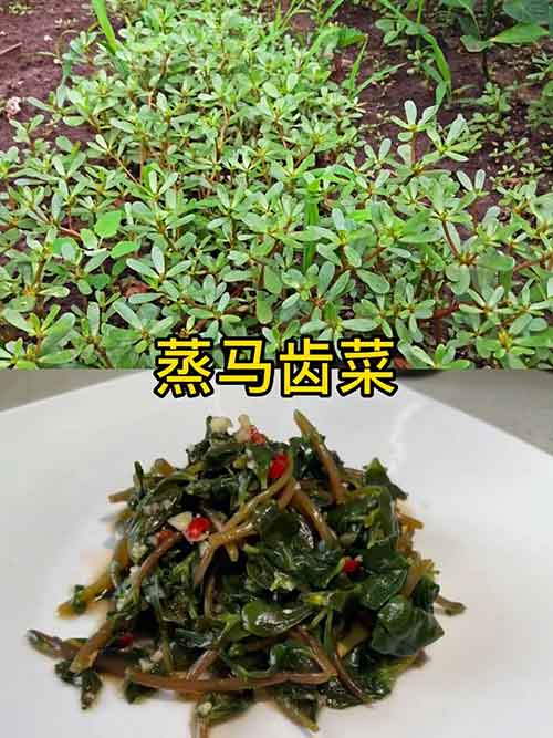 蒸蚂蚁菜，蒸马齿菜