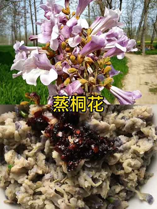 蒸桐树花