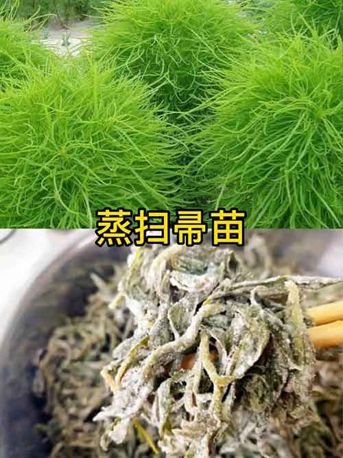 蒸扫帚苗