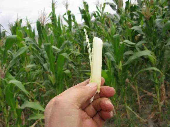 玉米杆
