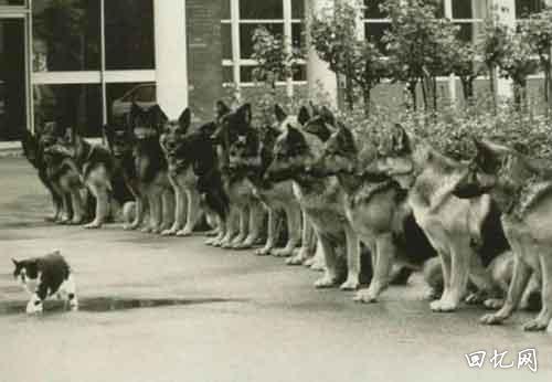 1987年，德国，警犬学校的最后一次考试：面对猫时能否保持冷静